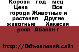 Корова 1 год 4 мец › Цена ­ 27 000 - Все города Животные и растения » Другие животные   . Хакасия респ.,Абакан г.